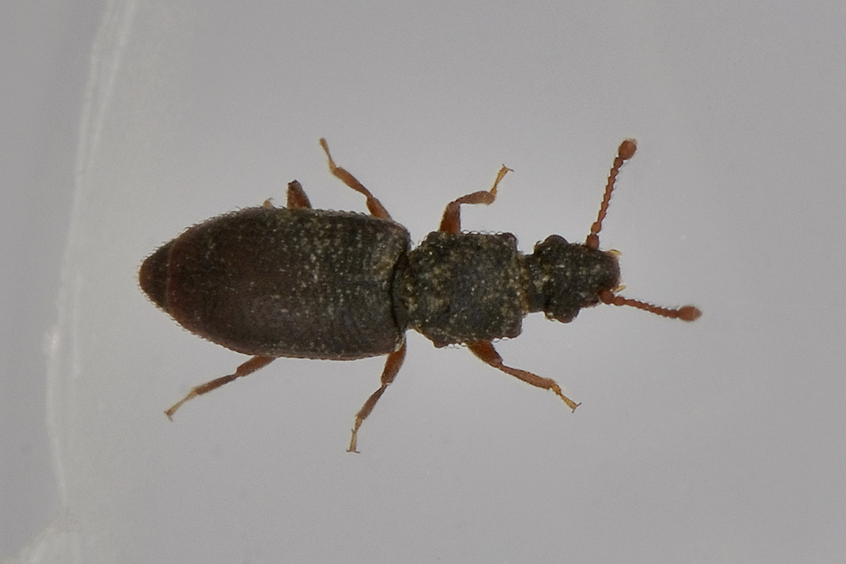 Monotoma sp. - Monotomidae